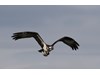 Photo of Pandion haliaetus